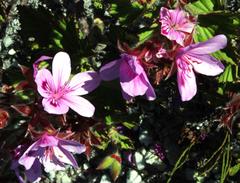 Pelargonium cucullatum cucullatum