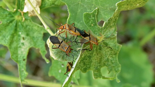 African Cotton Stainer