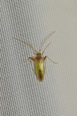 Creontiades pallidus