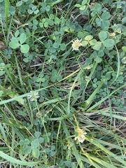 Trifolium repens