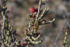 Mactruchus ischnodus