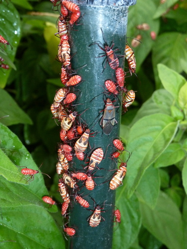 African Cotton Stainer