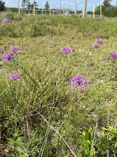 Image of Warea sessilifolia by (c) Matt Berger, some rights reserved (CC BY)