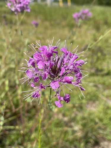 Image of Warea sessilifolia by (c) Matt Berger, some rights reserved (CC BY)