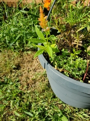 Celosia argentea plumosa