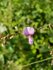 Desmodium