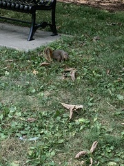 Sciurus niger