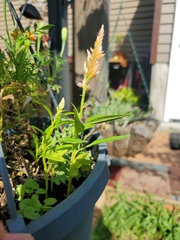 Celosia argentea plumosa