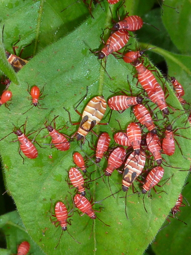 African Cotton Stainer