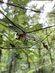 Araneus marmoreus