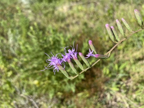 Image of Liatris secunda by (c) Matt Berger, some rights reserved (CC BY)