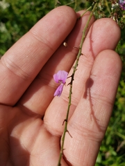 Desmodium