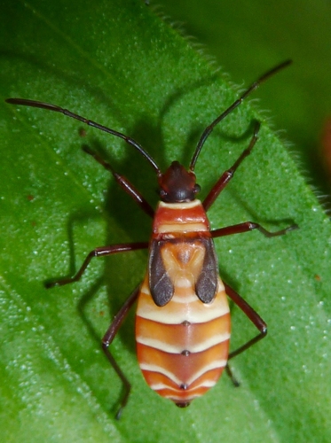 African Cotton Stainer
