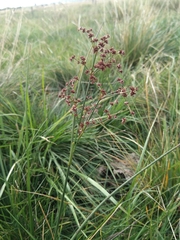 Juncus acutiflorus