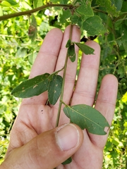 Desmodium