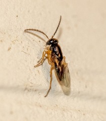 Encyrtinae