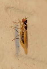 Mumetopia occipitalis
