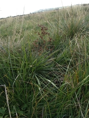 Juncus acutiflorus
