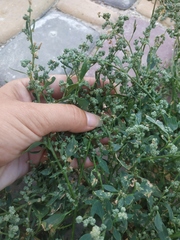 Chenopodium album pedunculare