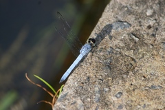 Chalcostephia flavifrons