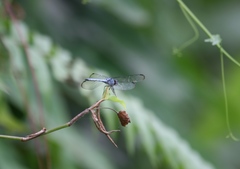 Chalcostephia flavifrons
