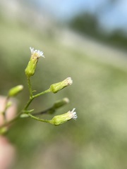 Erigeron canadensis pusillus