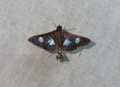 Diaphania exclusalis