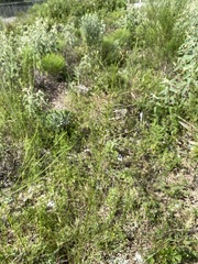 Erigeron canadensis pusillus