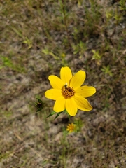 Bidens