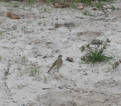 Long-legged Pipit (Anthus pallidiventris), photo 6