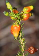 Erica blenna grandiflora
