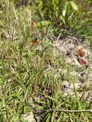 Eremochloa ophiuroides