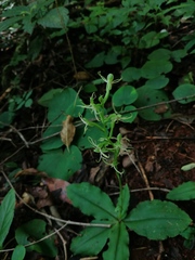 Fragrant Rein Orchid (Habenaria distans)