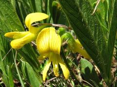 Eriosema angustifolium