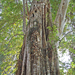 Ficus altissima - Photo (c) Jean-Pierre Dalbéra, μερικά δικαιώματα διατηρούνται (CC BY)