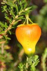 Erica blenna grandiflora