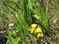 Eriosema angustifolium