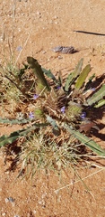 Acanthopsis hoffmannseggiana