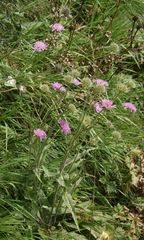 Knautia longifolia