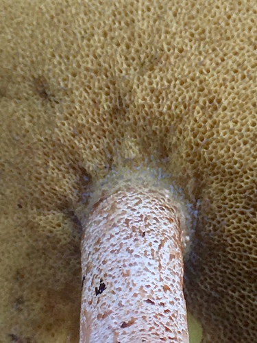 Pungent Slippery Jack