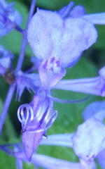 Plectranthus ecklonii