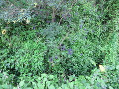 Plectranthus ecklonii