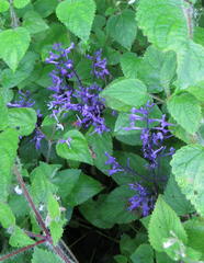 Plectranthus ecklonii
