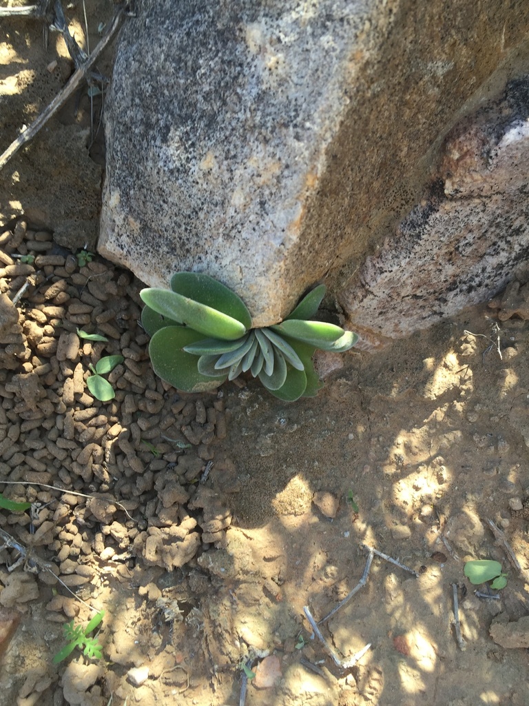 Crassula tomentosa tomentosa from Eksteenfontein, NC, ZA on August 28 ...