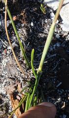 Geochloa rufa