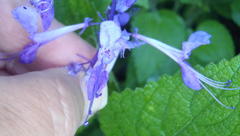Plectranthus ecklonii