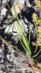 Geochloa rufa