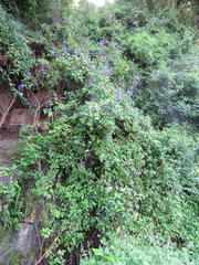 Plectranthus ecklonii