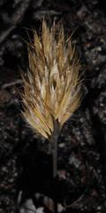 Geochloa rufa