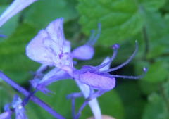 Plectranthus ecklonii